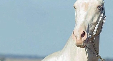 Ankara'da Ahal Teke Atlarının Yetiştiriciliğiyle Kültürel Miras Koruma Altında