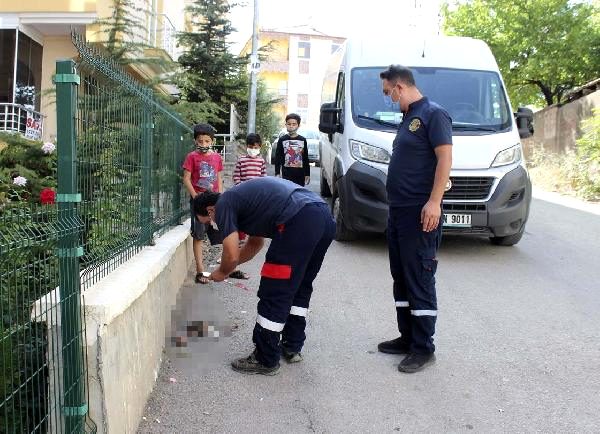 Yol Kenarında Kafası ve Ayakları Kopmuş Yavru Kedi Bulundu