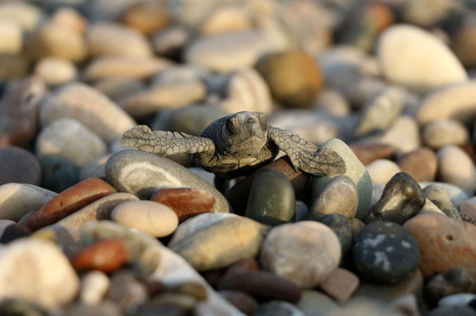 Caretta Carettalar İklim Değişikliği Tehdidi Altında