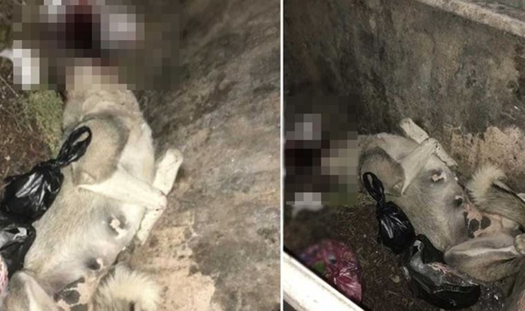 İHA Edirne Temsilcisi, Sokaktaki Köpeği Av Tüfeğiyle Öldürdü