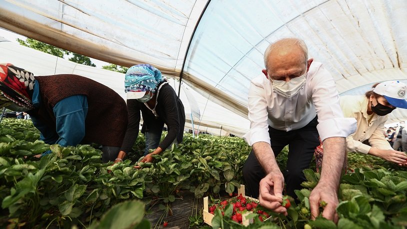 Kılıçdaroğlu Sahada: Aydın'da Çilek Hasadı Yaptı
