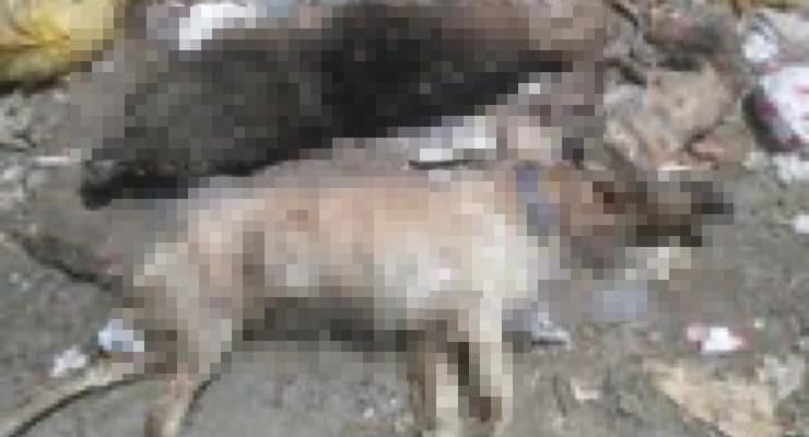 Çanakkale'de 30'a Yakın Kedi ve Köpek Zehirlenerek Öldü