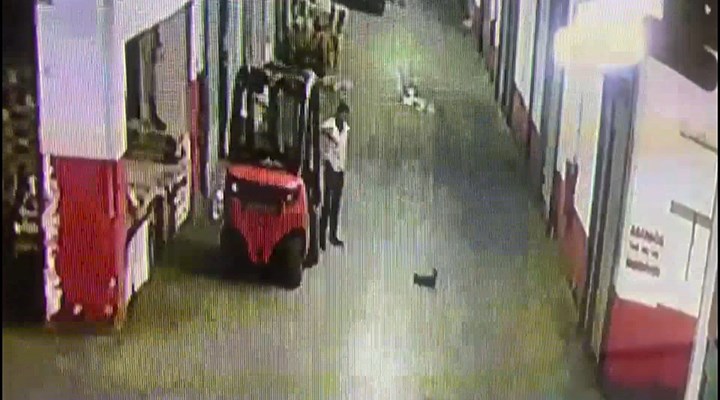Yavru Kediyi Tekmeleyerek Öldürdü