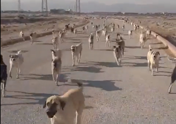 Başıboş Köpek Cenneti Türkiye - Haberler - TamgaTürk