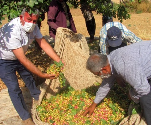 Antep Fıstığının Kilosu 60 TL'den 30 TL'ye Düştü Üretici Mağdur