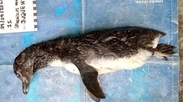 Soyu Tükenmekte Olan Ölü Penguenin Midesinden N95 Maske Çıktı