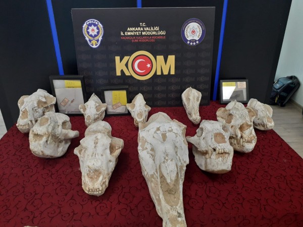 Adnan Oktar Örgütüne Operasyon: Yüzlerce Fosil Bulundu