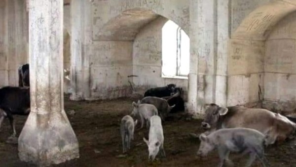 Ermeniler Gubadlı'daki Tarihi Camilerde de Domuz Beslemiş