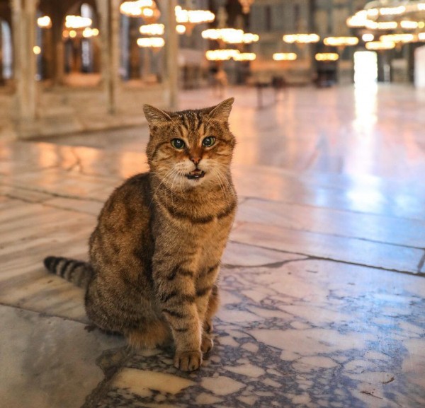 Ayasofya'nın Sembolü Gli Hayatını Kaybetti