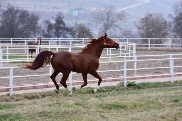 Katar'a Banka ve Borsa'nın Ardından 'Şampiyon At Spermi' Satıldı