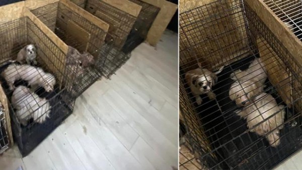 Ankara'da Bir Bodrum Katında Ses Telleri Alınmış 68 Köpek Bulundu