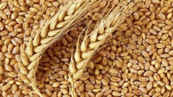 Arpa Buğday ve Mısırda Gümrük Vergisi Sıfırlandı