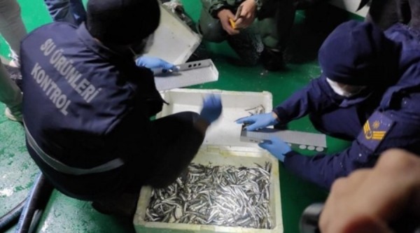 Düzce'de 35 Ton Kaçak Hamsi Yakalandı