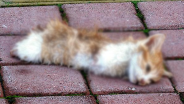 Yavru Kedi Bacakları ve Kuyruğu Kesilerek Vahşice Öldürüldü