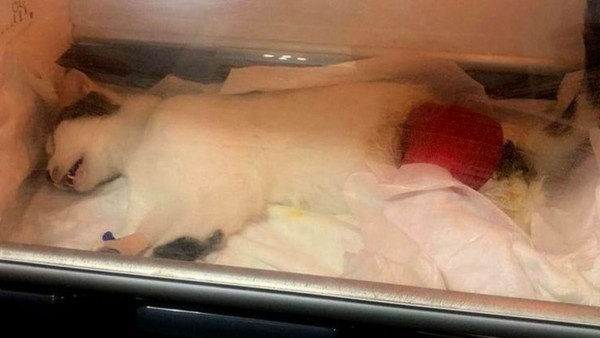 Muğla'da Bir Kedi Tüfekle Vuruldu