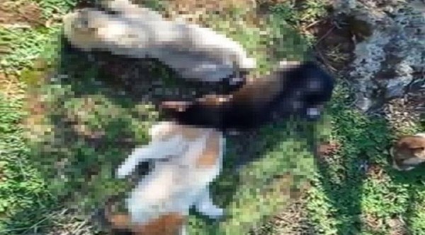 Antalya'da Vahşet: 12 Köpek Zehirlenerek Öldürüldü