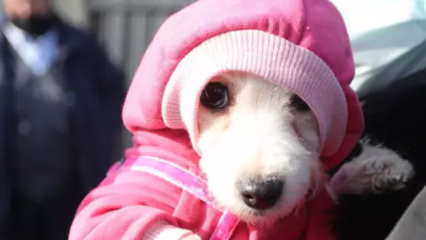 Ses Telleri Kesilen Köpeklerin Sahibine 127 Bin TL Para Cezası