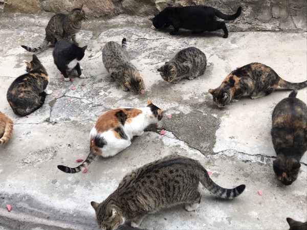 Kedilerin Patileri Büyü İçin mi Kesiliyor?