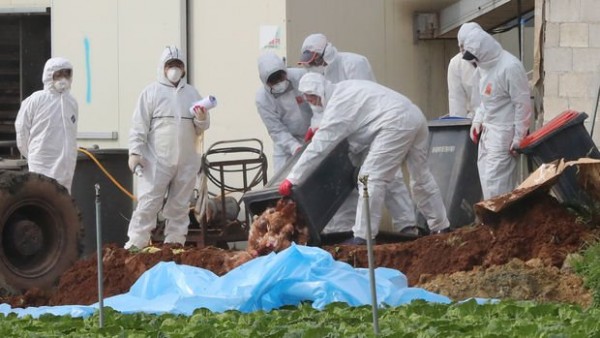 Güney Kore'de Kuş Gribi Nedeniyle 21 Milyon Kanatlı Hayvan İtlaf Edildi