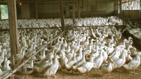 Fransa'da 2 Milyon Ördek Kuş Gribi Nedeniyle İtlaf Edildi