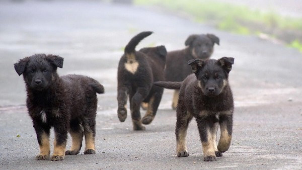 Sakarya'da Sekiz Köpeği Zehirleyerek Öldürdüler