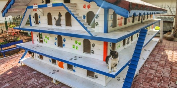 64 Odalı Kedi Apartmanı Açılıyor