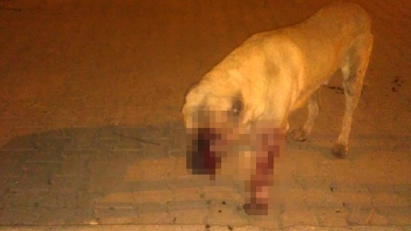 Sokak Köpeğinin Gözlerini Oyup Öldüresiye Dövdüler