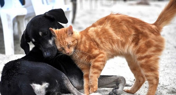 Evcil Kedi ve Köpeklerin Kayıt Altına Alınması Zorunluluğu Getirildi