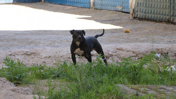 Sultangazi'de Ağızlıksız Gezdirilen Pitbull Sokak Kedisini Parçaladı