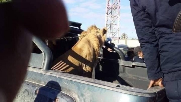 Libya'da Hayvanat Bahçesinden Kaçan Aslan Paniğe Neden Oldu