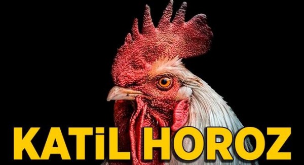 Horoz Dövüştüren Adamı Kendi Horozu Öldürdü