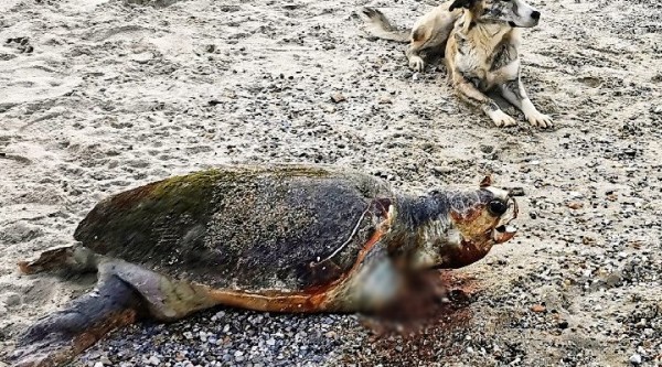 Muğla'da Caretta Caretta'nın Yüzgecini Kestiler
