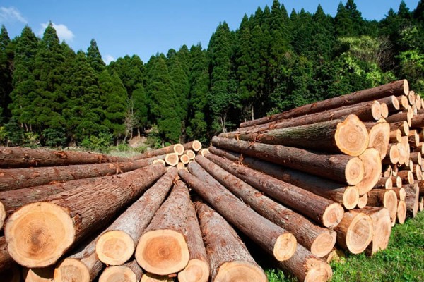 Döviz Yükselince Odun İthal Edilemedi: Milli Parklar Tomruk Olacak