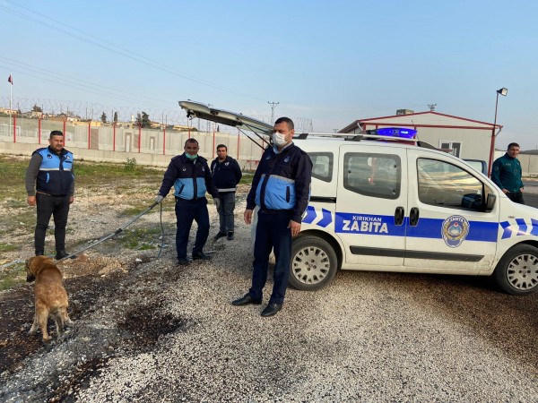 Zabıtalar Sınır Kapısındaki Köpek İçin Seferber Oldu