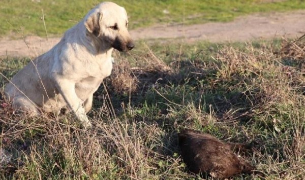 Edirne'de 8 Yavru Köpek Yakılarak Öldürüldü