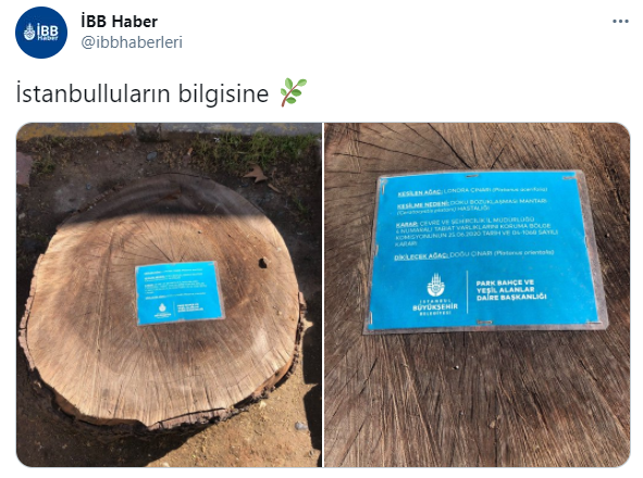 İBB Kesilen Ağaçlar İçin Bilgilendirme Kartı Çıkardı
