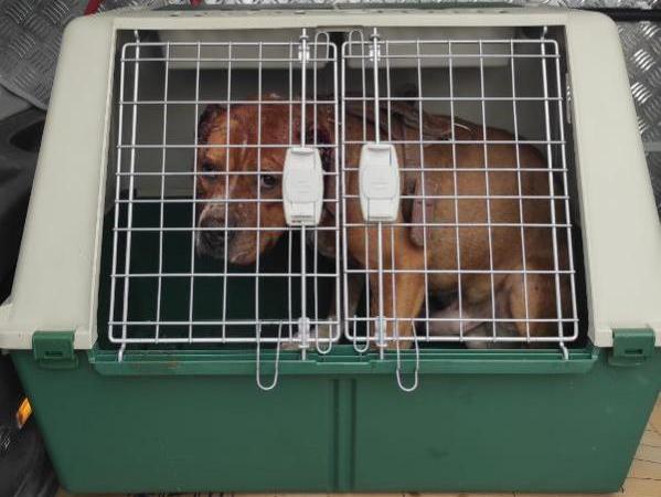 Ağrı'da Bir Köpeğe Eziyet Eden Ruh Hastasına 11 Bin 500 TL Ceza Verildi