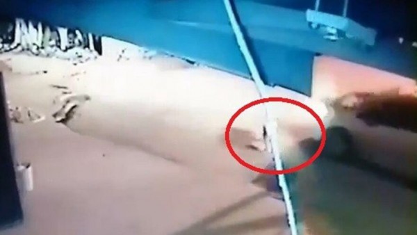 Sokak Köpeğini Ezip Kaçtı