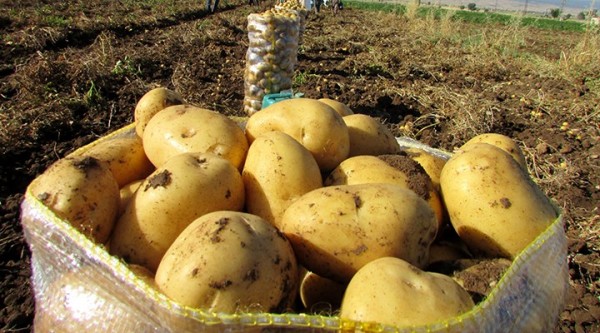 Çiftçi Perişan: 4 Kilo Patates Ancak 1 Maske Ediyor
