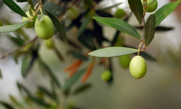 250’den Fazla Zeytin Ağacı Rant Uğruna Yok Edilecek