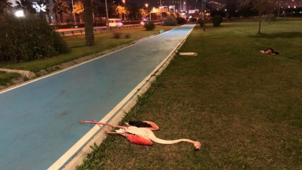 İzmir Sahilinde 9 Ölü Flamingo Bulundu