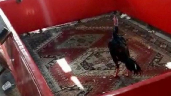 Bağevine Horoz Dövüşü Baskını: 27 Kişi Yakalandı