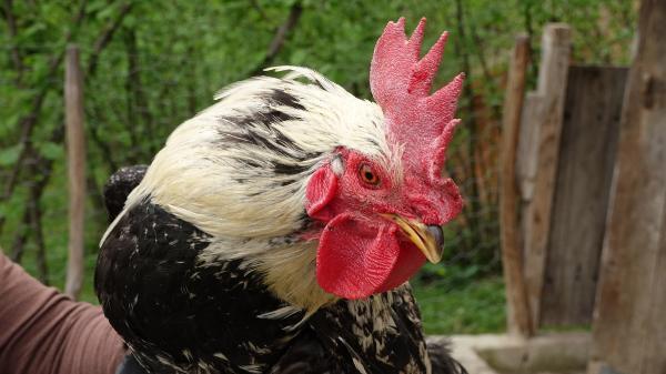 Kesilmek İstenen Horoz 'Anne' Deyince Kesilmekten Kurtuldu
