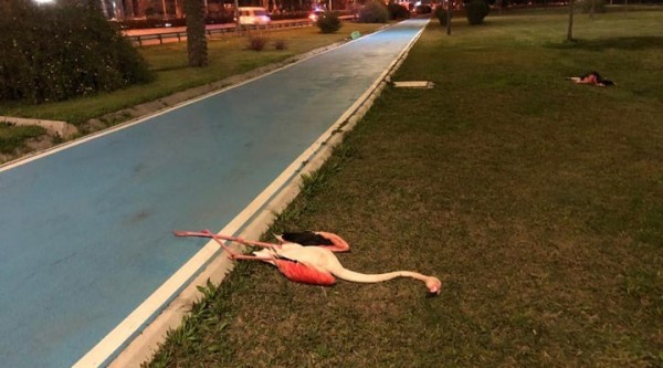 İzmir Sahilinde Ölü Bulunan Flamingoların Ölüm Nedeni Belli Oldu