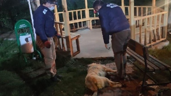 5 Köpek Daha Zehirlenerek Öldürüldü