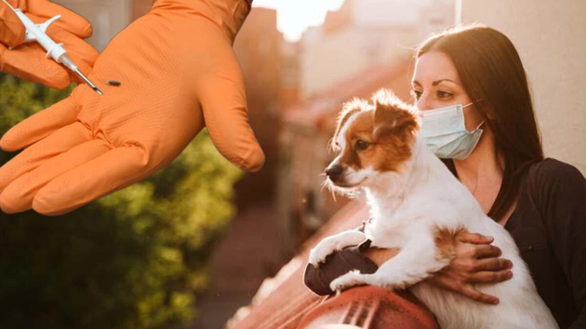 2021 Yılı Sonuna Kadar Köpeğine Mikroçip Taktırmayana 10 Bin TL Ceza