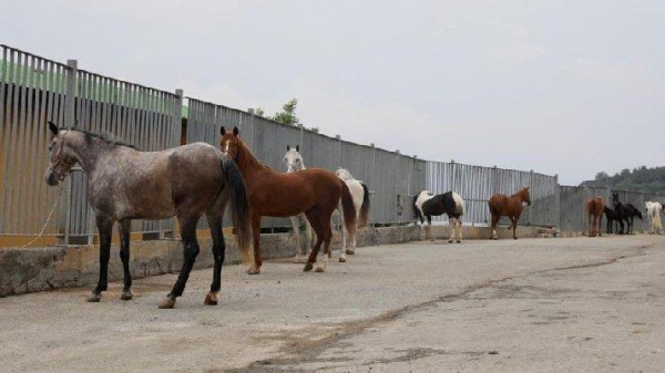 'Kayıp Atların' Ülkü Ocakları'na Bağışlandığı İddia Edildi