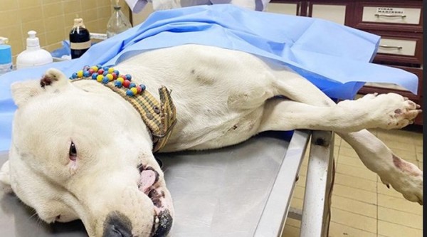 Pitbull Cinsi Köpeği Bıçaklanan Kişiye 10 Bin 434 Lira Ceza