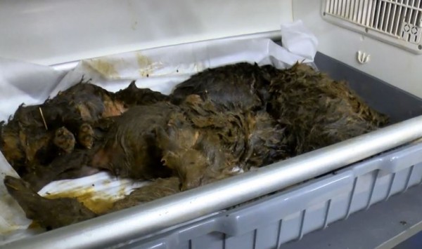 6 Yavru Köpek Foseptik Çukuruna Atıldı