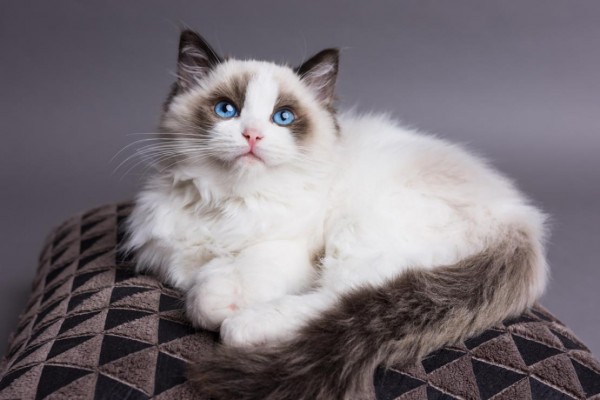 Bir Kedi Çin Virüsü Sebebiyle Öldü